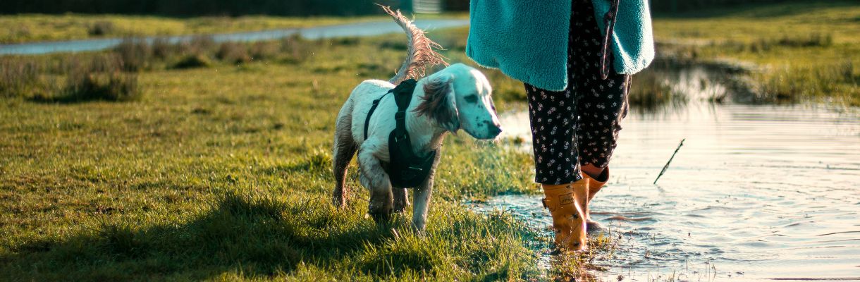 Rainy dog walk on the Isle of Wight